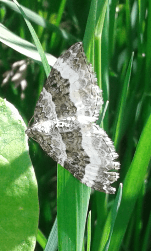 Quale Epirrhoe (Geometridae)?